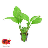 Anubias Heterophylla